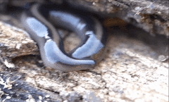 Othelosoma hepaticarum