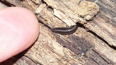 Othelosoma hepaticarum