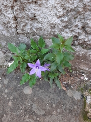 Campanula versicolor