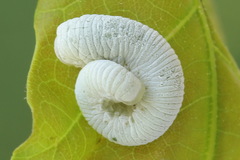 Apethymus filiformis