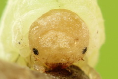 Apethymus filiformis