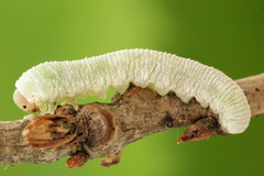 Apethymus filiformis