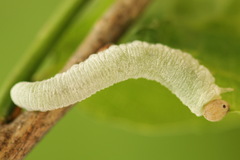 Apethymus filiformis