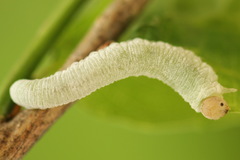 Apethymus filiformis