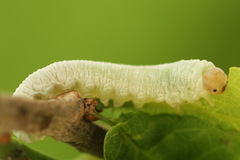 Apethymus filiformis