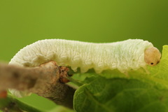 Apethymus filiformis