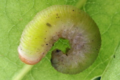 Apethymus filiformis