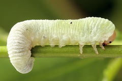 Apethymus filiformis