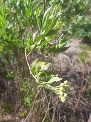 Nidorella ivifolia