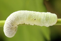 Apethymus filiformis