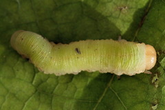 Apethymus filiformis