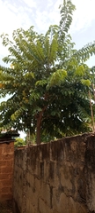 Magnoliopsida