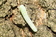 Apethymus filiformis