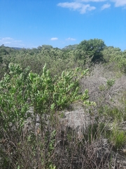 Nidorella ivifolia