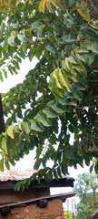 Magnoliopsida
