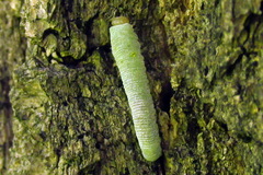 Apethymus filiformis