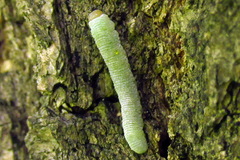 Apethymus filiformis