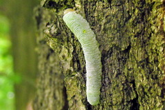 Apethymus filiformis