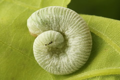 Apethymus filiformis