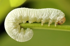 Apethymus filiformis