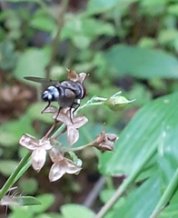 Chrysomya megacephala