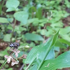 Chrysomya megacephala