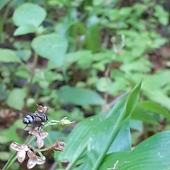 Chrysomya megacephala