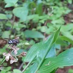 Chrysomya megacephala