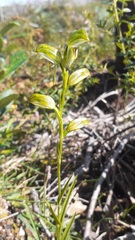 Pterostylis melagramma