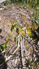 Pterostylis melagramma