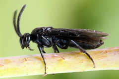 Arge berberidis