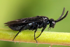 Arge berberidis