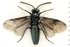 Arge berberidis