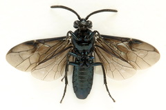 Arge berberidis
