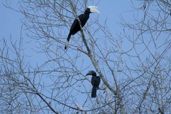 Anthracoceros malayanus