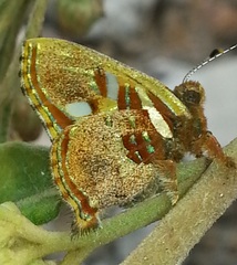 Anteros carausius carausius