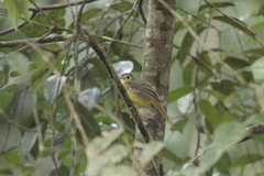 Tricholestes criniger