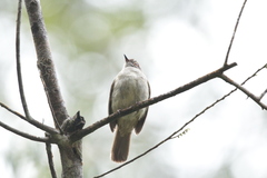 Rubigula erythropthalmos