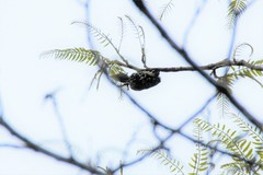 Hemicircus concretus