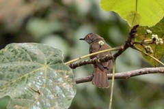 Rubigula erythropthalmos