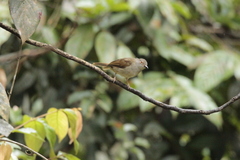 Rubigula erythropthalmos