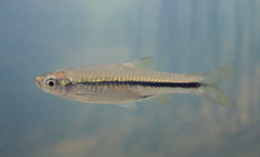Rasbora steineri