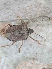 Halyomorpha halys