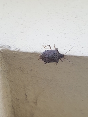 Halyomorpha halys