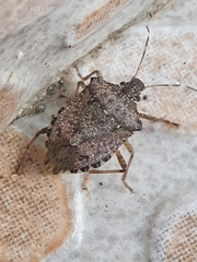 Halyomorpha halys