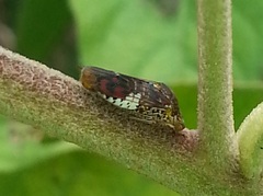 Homalodisca ichthyocephala