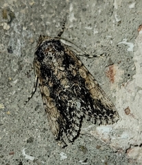 Sympistis laticosta
