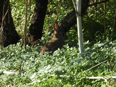 Oryctolagus cuniculus