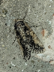 Sympistis laticosta