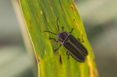 Photinus signaticollis